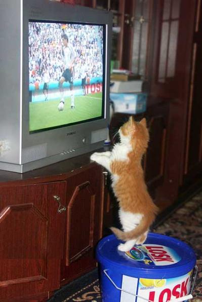 les droits de chats